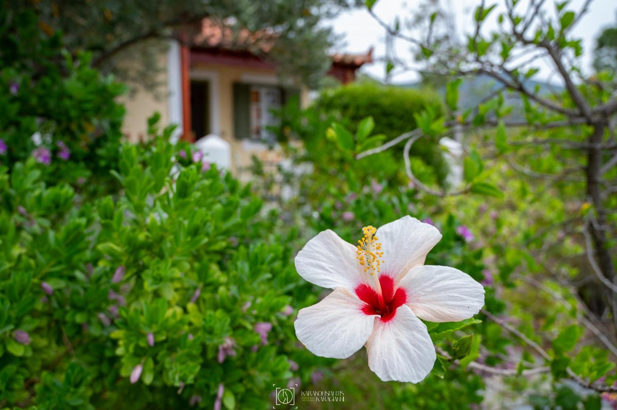 Pleiades Samos Apartment Marathokampos Exterior photo